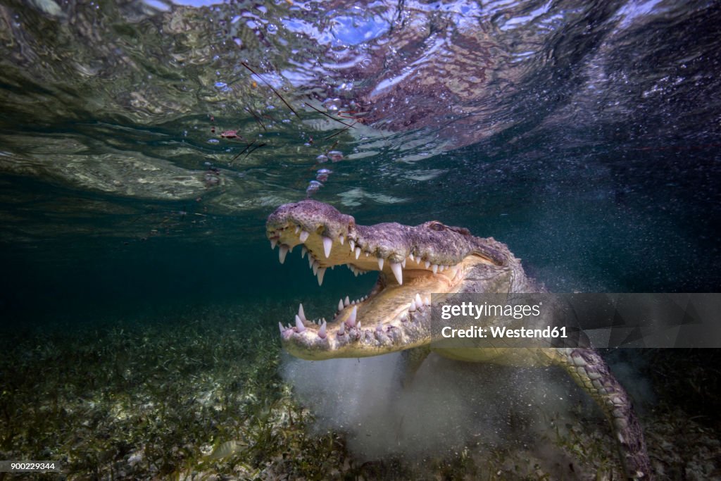 Mexico, American crocodile under water