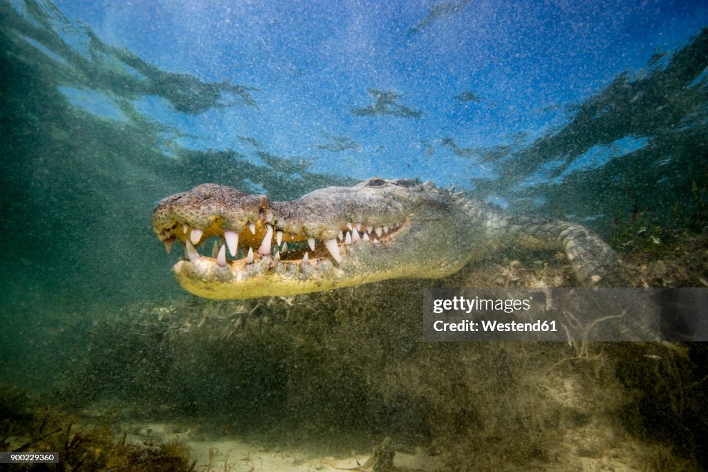 Mexico, American crocodile under water
