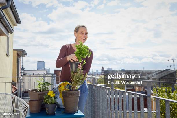 smiling mature woman caring for plants on balcony - mature woman herbs stock pictures, royalty-free photos & images