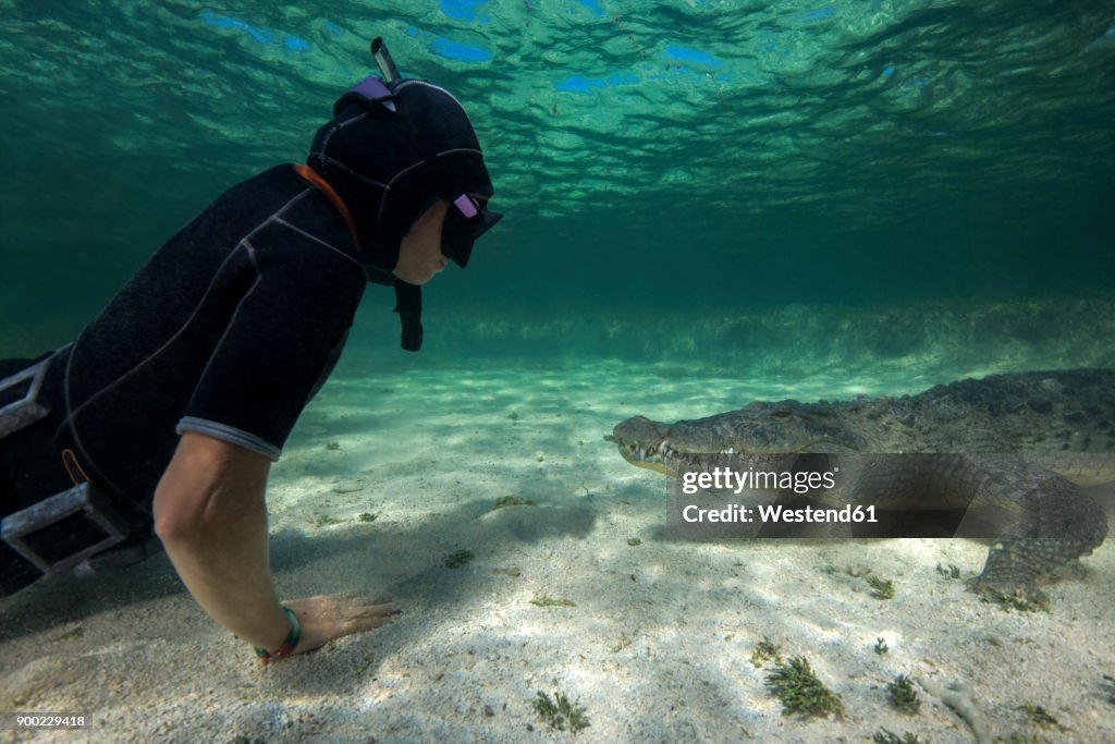 Mexico, Scuba diver watching American crocodile