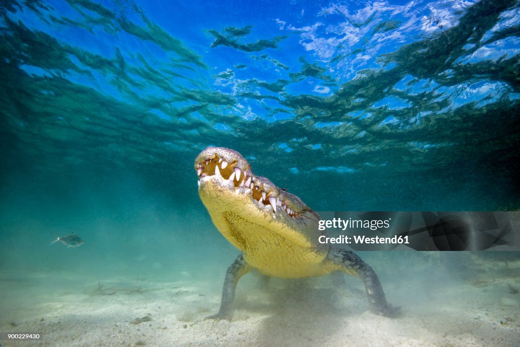 Mexico, American crocodile under water