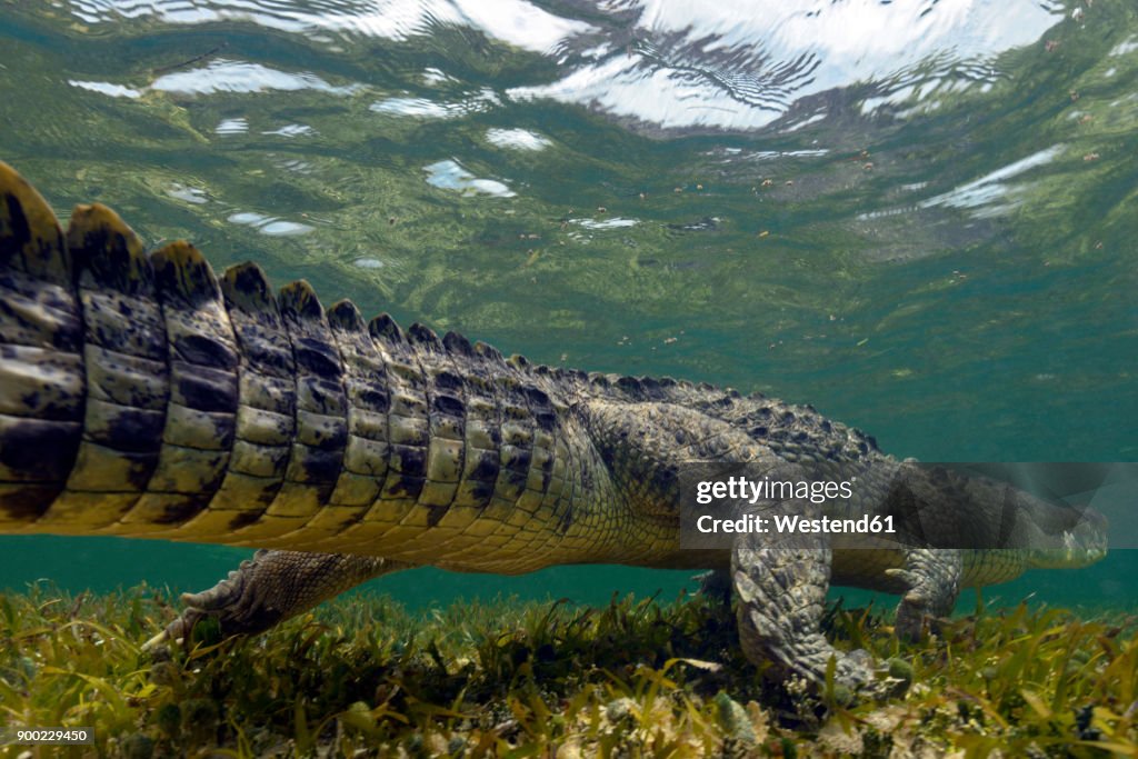 Mexico, American crocodile under water