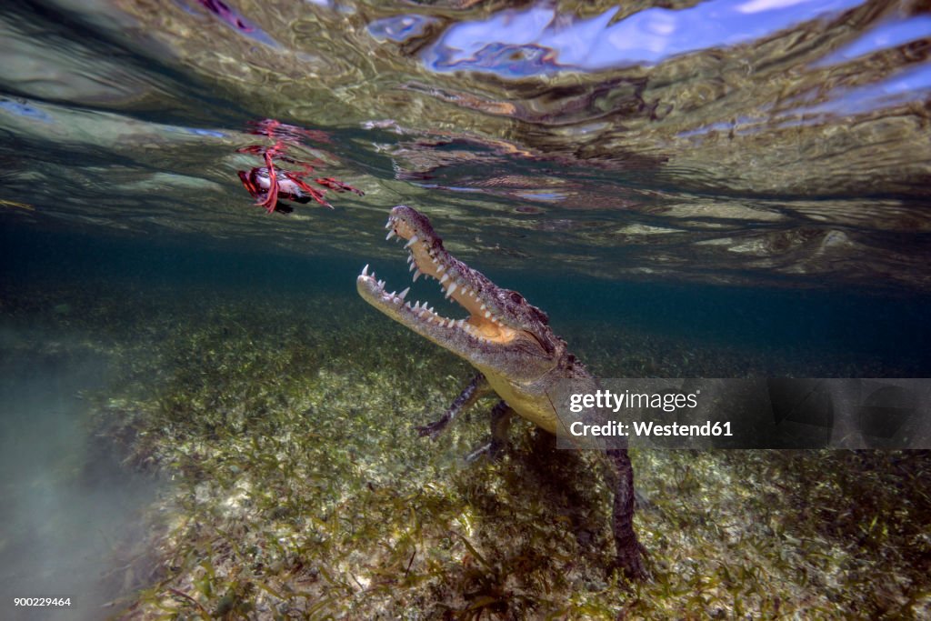 Mexico, America crocodile hunting under water