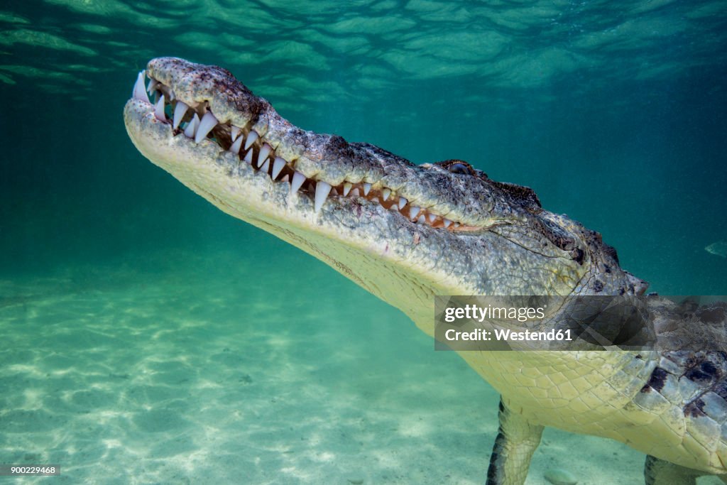 Mexico, American crocodile under water