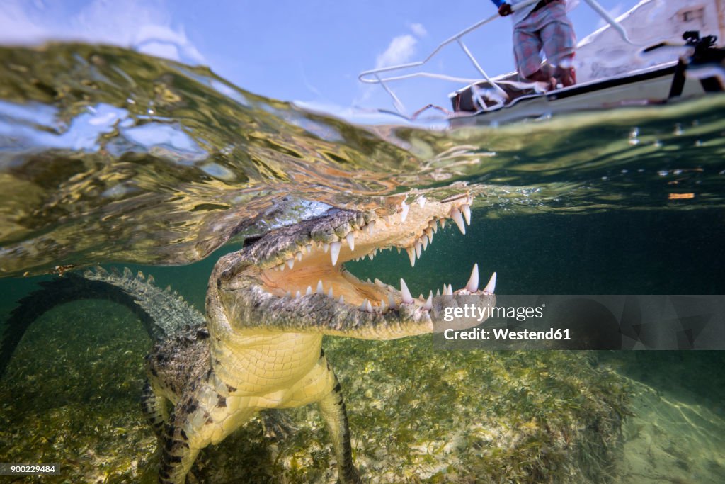 Mexico, American crocodile under water