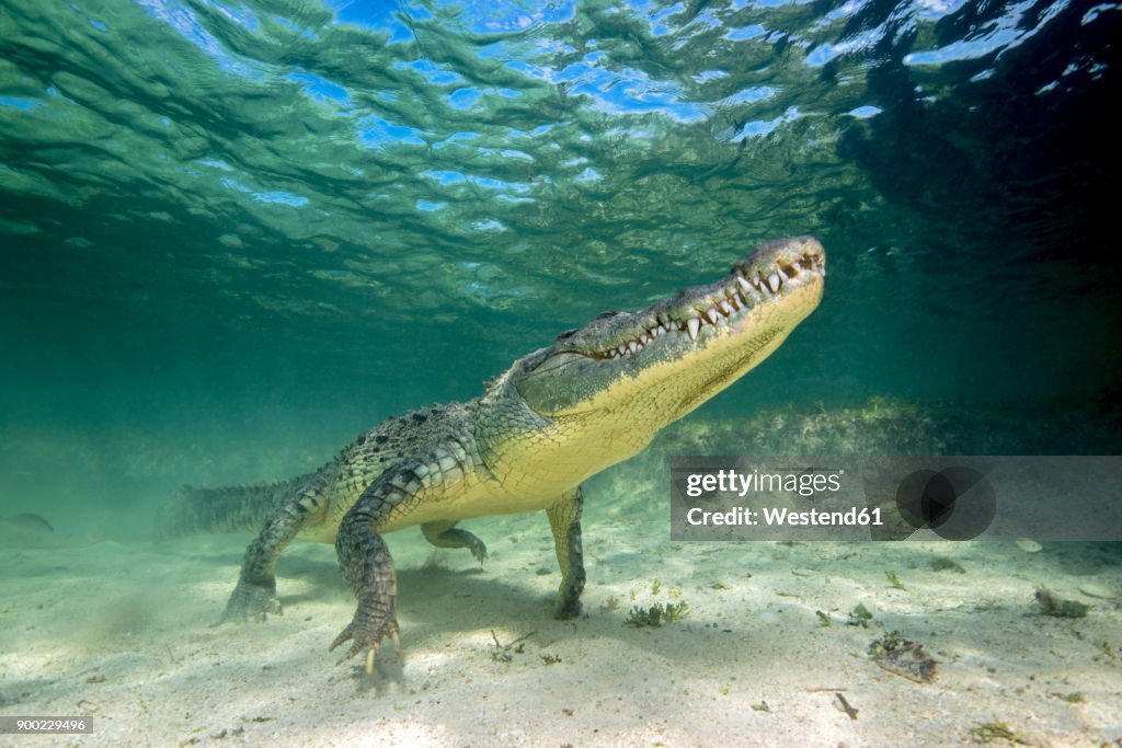 Mexico, American crocodile under water