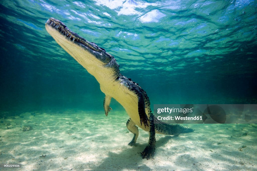 Mexico, American crocodile under water