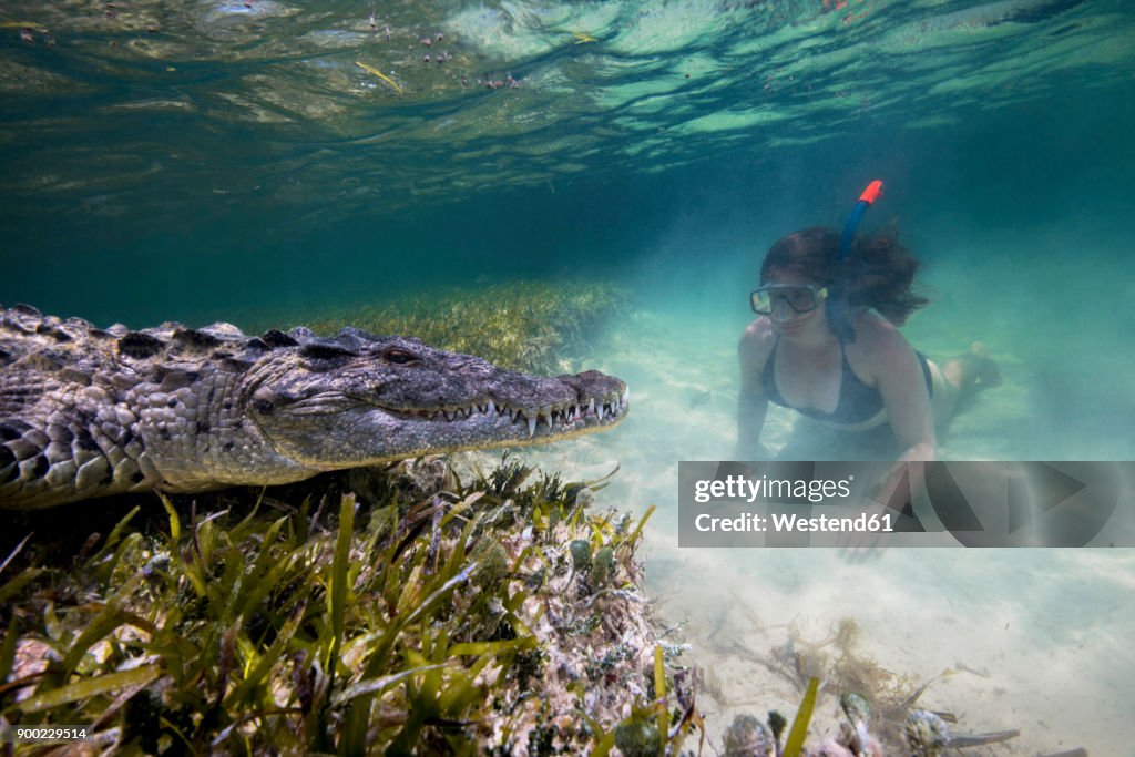 Mexico, Scuba diver watching American crocodile