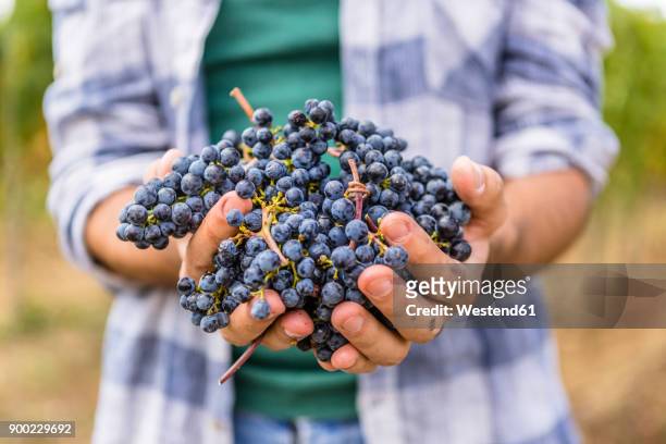 close-up of man holding harvested grapes - handful stock pictures, royalty-free photos & images