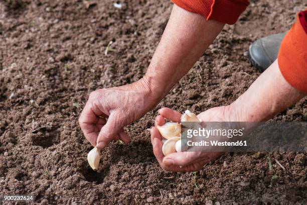 close-up of woman planting garlic - aglio foto e immagini stock