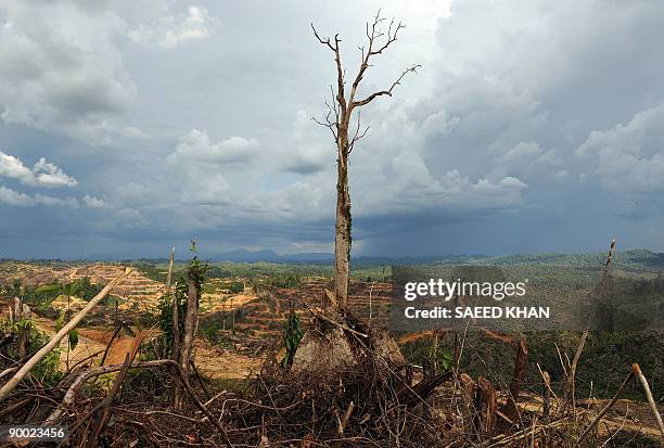Malaysia-environment-rights-Penan BY SARAH STEWART In a picture taken on August 19 a tree stands alone in a logged area prepared for plantation near...