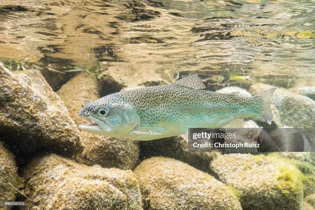 Rainbow trout (Oncorhynchus mykiss), in natural habitat, mountain lake, Styria, Austria