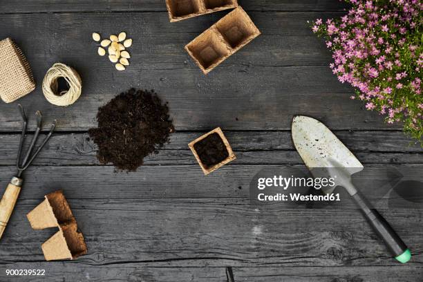 gardening tools, seeds and blooming plants on dark wood - trädgårdsredskap bildbanksfoton och bilder