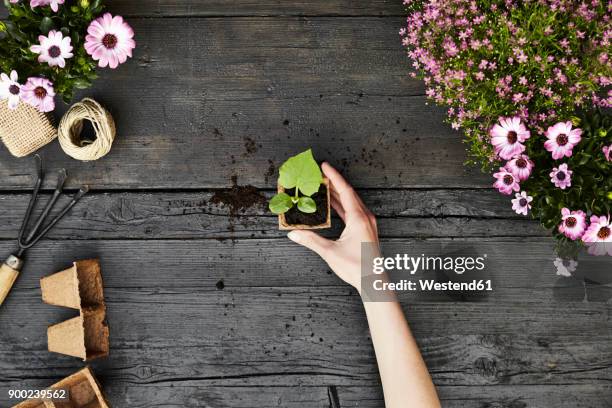 woman's hand hold seedling - hands holding flower pot stock pictures, royalty-free photos & images