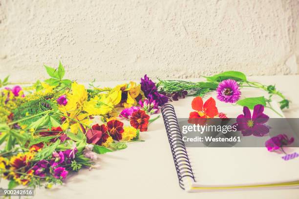 preparing blossoms for pressing - pushing up daisies - fotografias e filmes do acervo