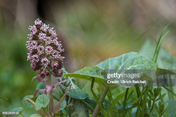 inflorescence, butterbur (petasites hybridus), saale, thuringia, germany - petasites stock pictures, royalty-free photos & images