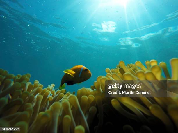 maldive anemonefish or blackfinned anemonefish (amphiprion nigripes) above magnificent sea anemone or ritteri anemone (heteractis magnifica), indian ocean, south male atoll, maldives - anemone magnifica stock pictures, royalty-free photos & images