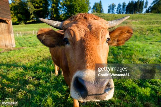 portrait of murnau-werdenfels cattle on pasture - close up of cows face stock pictures, royalty-free photos & images