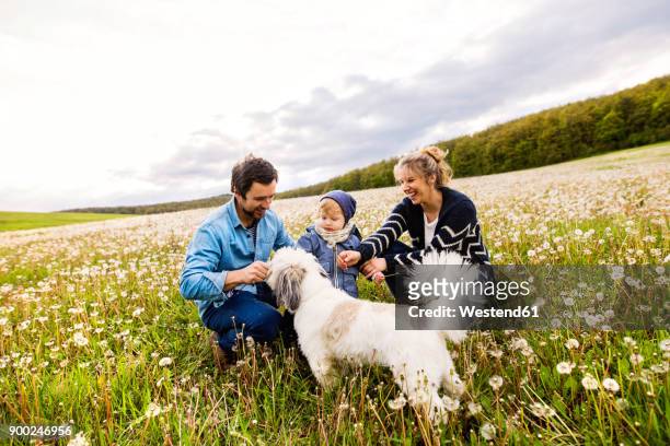 cute little boy with parents and dog in dandelion field - baby lachen natur stock-fotos und bilder
