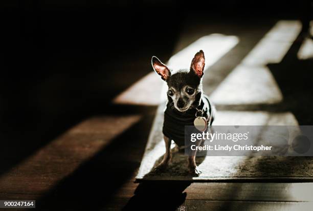 chihuahua dog sitting on ground with ears up - fishers indiana stock pictures, royalty-free photos & images