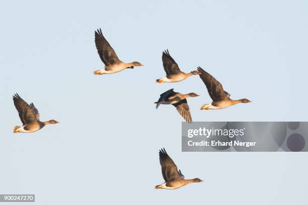 bean geese (anser fabalis) flying, emsland, lower saxony, germany - anser fabalis stock pictures, royalty-free photos & images