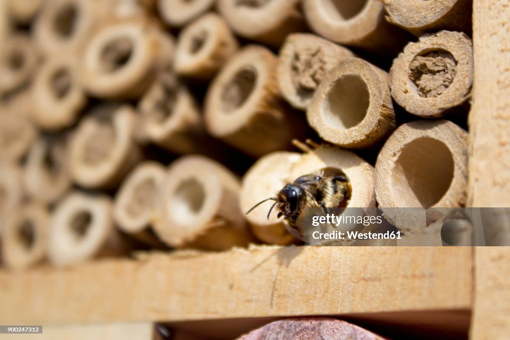 Red mason bee at insect hotel