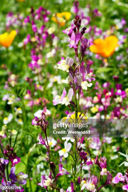wildflowers on a meadow - california poppies field stock pictures, royalty-free photos & images