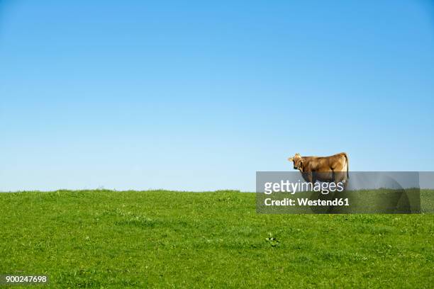germany, bavaria, allgaeu, cow on pasture - viehweide stock-fotos und bilder