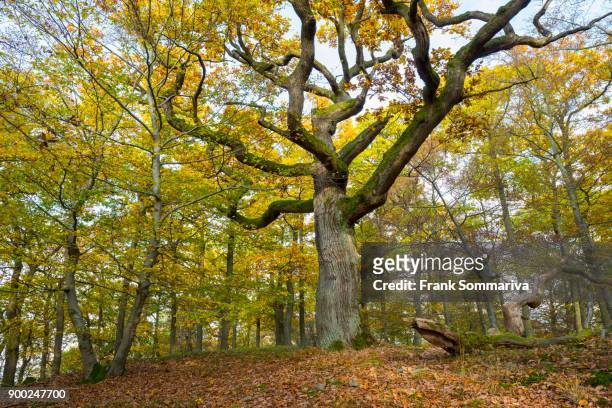 gnarled oak (quercus) in the fall, kellerwald-edersee national park, hesse, germany - hesse germany stock-fotos und bilder