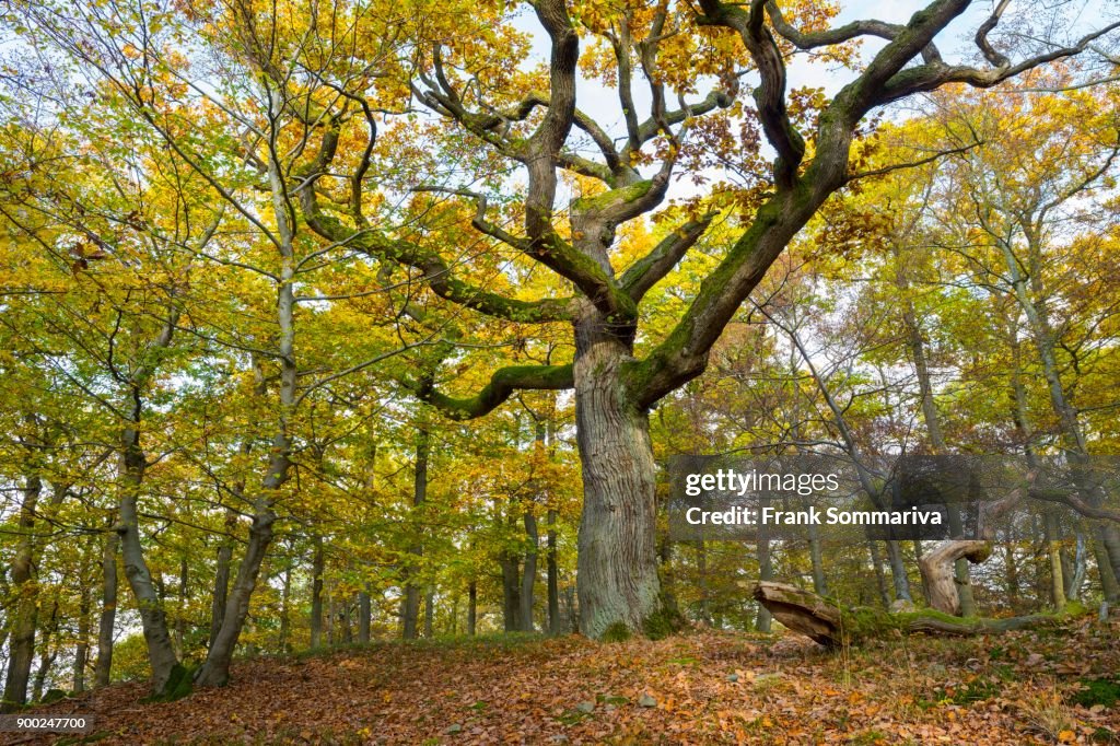 Gnarled Oak (Quercus) in the fall, Kellerwald-Edersee National Park, Hesse, Germany