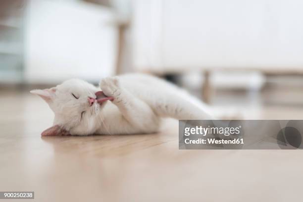 white cat lying on floor of the living room licking paw - feet lick bildbanksfoton och bilder
