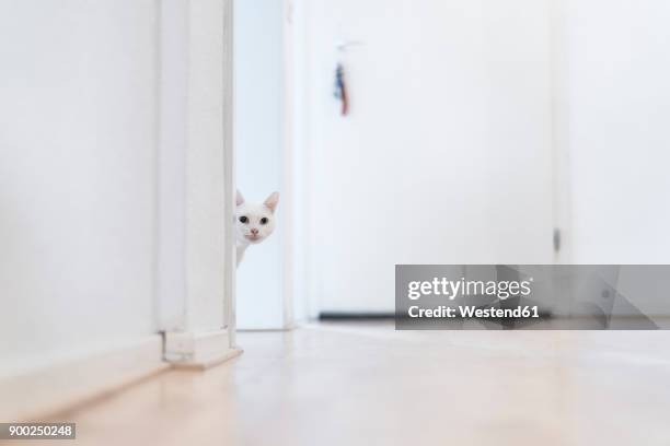 white cat at home - cat peeking stock pictures, royalty-free photos & images