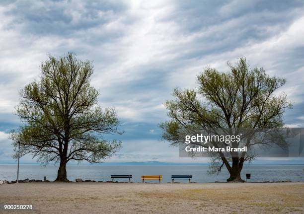yellow and blue benches between trees on the shore, cloudy sky, rainy mood, lake constance, rorschach, canton of st. gallen, switzerland - st gallen canton bildbanksfoton och bilder