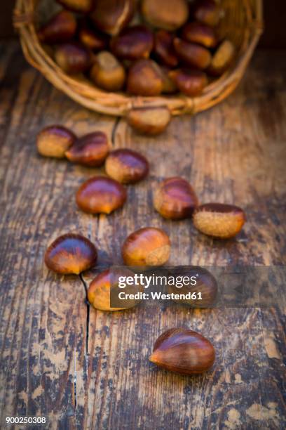 Chastnuts 348 Gathering Chestnuts Stock Photos, High-Res Pictures, and Images ...