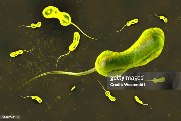 ilustraciones, imágenes clip art, dibujos animados e iconos de stock de 3d rendered illustration of a anatomically correct convergence to a vibrio cholerae bacterium causing the famous cholera disease - bacteria del cólera