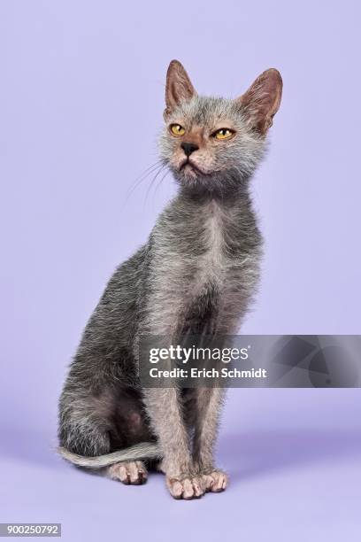 domestic cat (felis silvestris catus), lykoi, werewolf cat, kitten, 6 months - ugly cat ストックフォトと画像