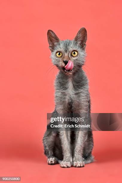 domestic cat (felis silvestris catus) licking mouth, lykoi, werewolf cat, kitten, 6 months - cat sticking tongue out stock pictures, royalty-free photos & images