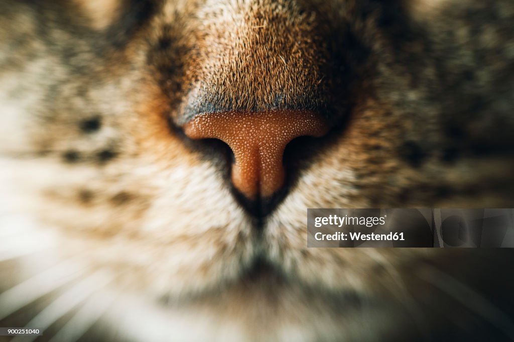 Snout of tabby cat, close-up