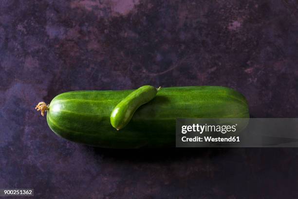 two organic cucumbers on dark ground - large cucumber stockfoto's en -beelden