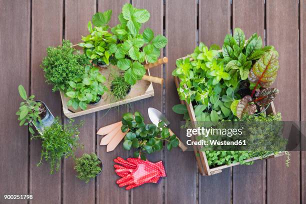 various potted spice plants on terrace - balcony vegetables stock pictures, royalty-free photos & images