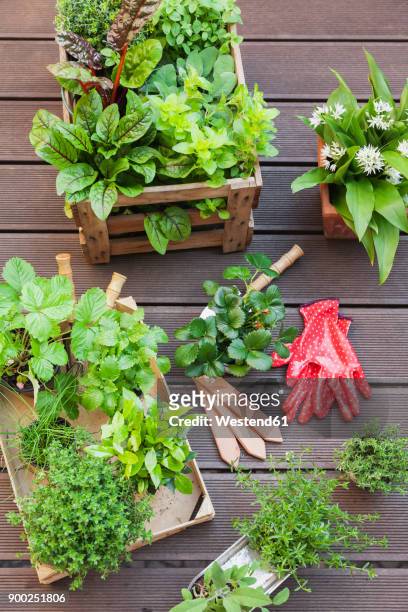 various potted spice plants on terrace - bohnenkraut stock-fotos und bilder