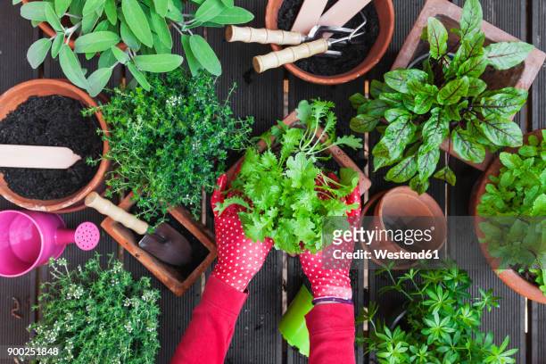 woman's hands planting herbs on terrace - mature woman herbs stock pictures, royalty-free photos & images