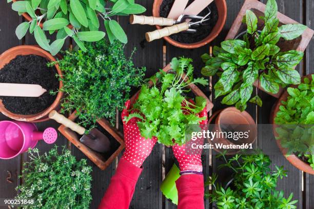 woman's hands planting herbs on terrace - green fingers stock pictures, royalty-free photos & images