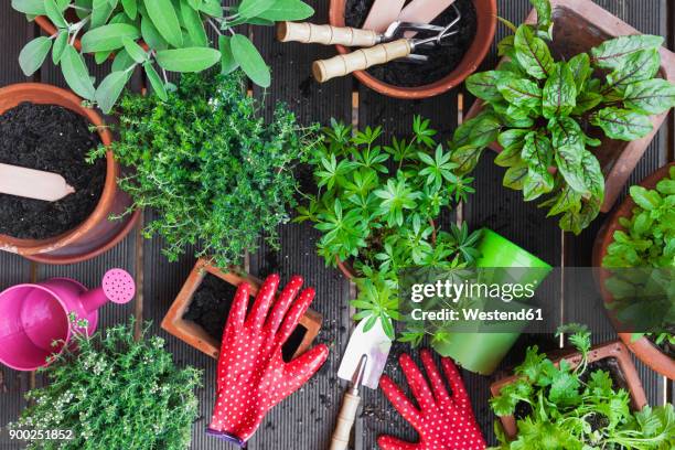 planting culinary herbs on balcony - red salvia stock pictures, royalty-free photos & images