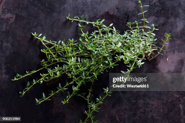 winter savory on dark ground - savory stock-fotos und bilder