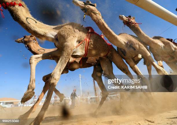 Camels race during the Liwa 2018 Moreeb Dune Festival on January 1 in the Liwa desert, some 250 kilometres west of the Gulf emirate of Abu Dhabi.