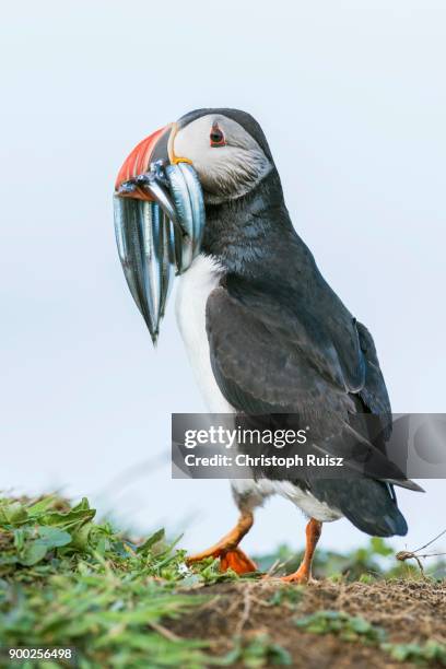 puffin (fratercula arctica), with fish in its beak, sand lance (ammodytidaei), lunga, isle of mull, inner hebrides, scotland, united kingdom - european eel stock pictures, royalty-free photos & images