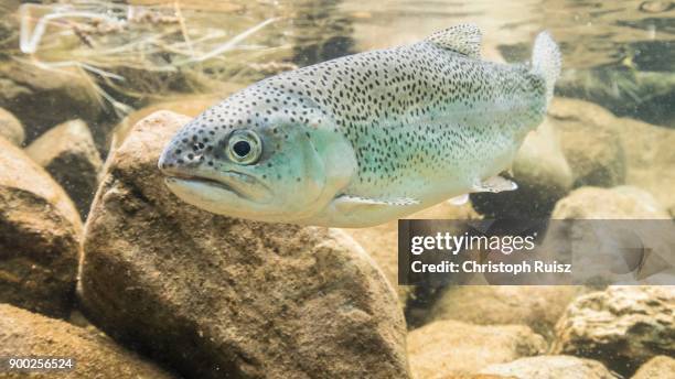 rainbow trout (oncorhynchus mykiss), underwater, mountain lake, styria, austria - brown trout stock pictures, royalty-free photos & images