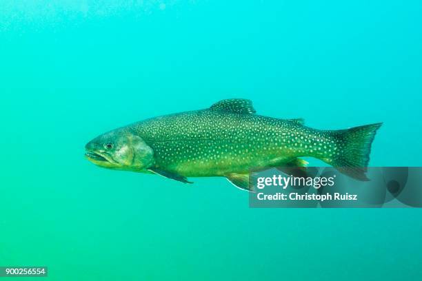 char (salvelinus) in clear water, mountain lake, styria, austria - arctic char stock-fotos und bilder