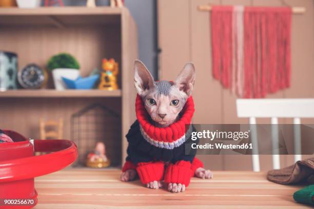 portrait of sphynx cat on table wearing pullover - sphynx hairless cat imagens e fotografias de stock